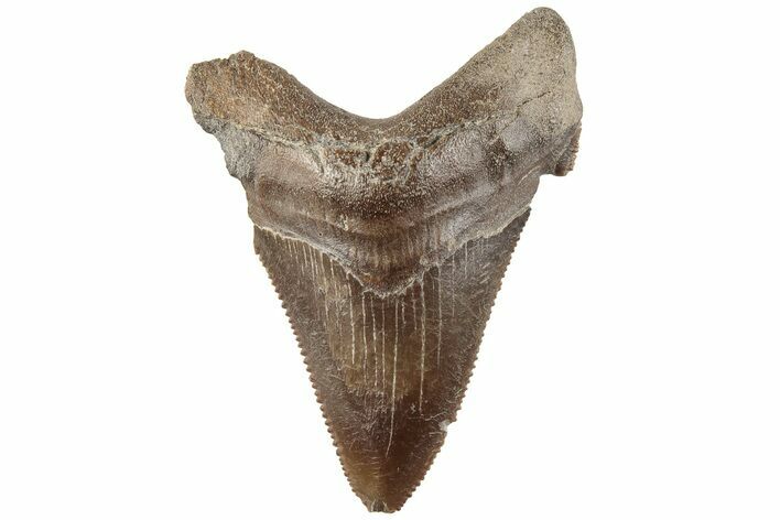 Serrated Angustidens Tooth - Megalodon Ancestor #202430